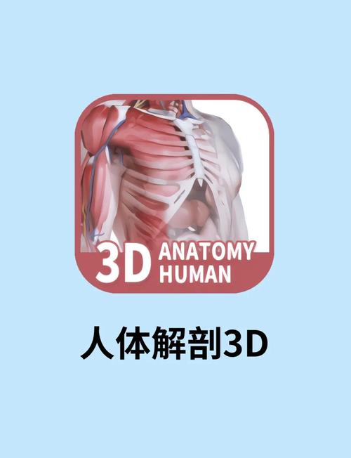 3d人体解剖图