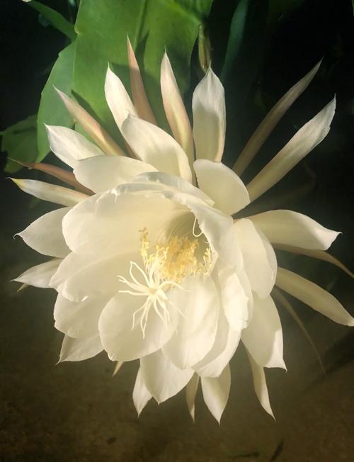 忧昙花2026
