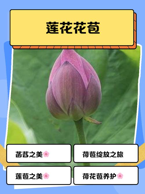 花苞app