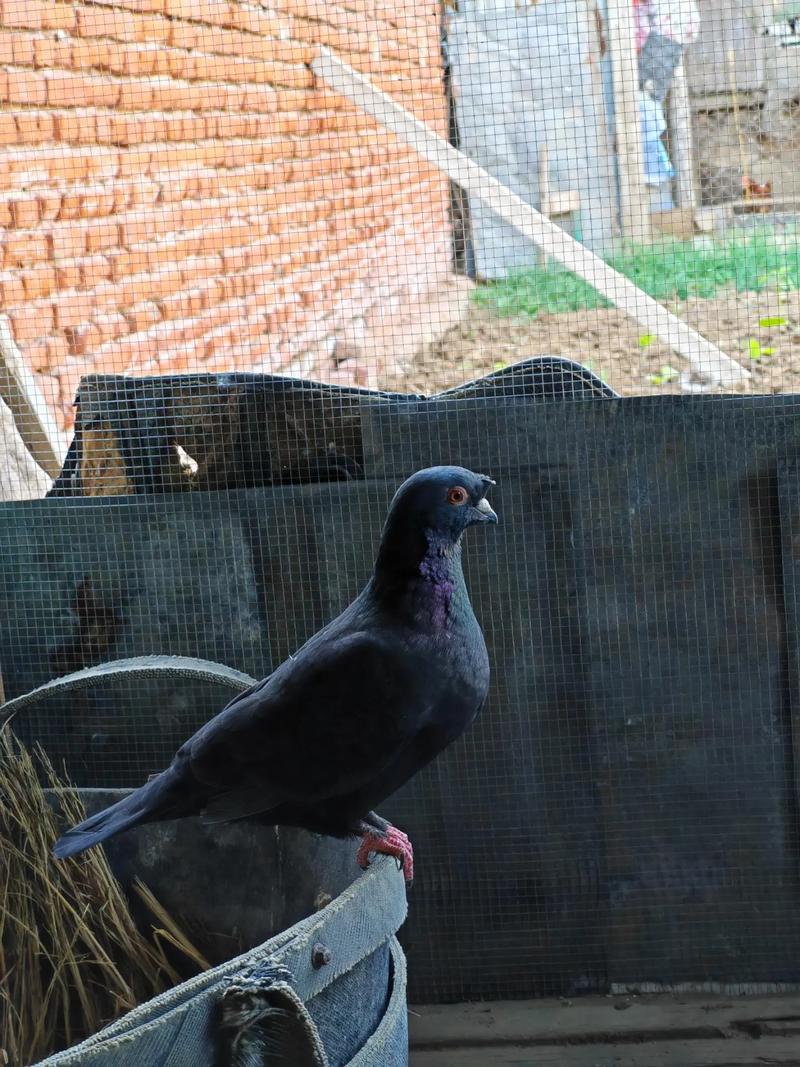 黑防灰鸽子