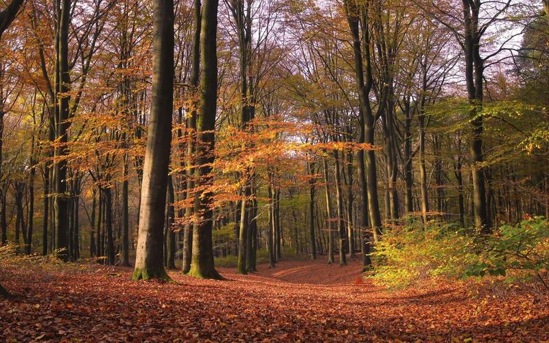 4k超高清视频下载