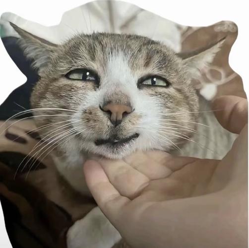 猥琐猫qq表情包下载