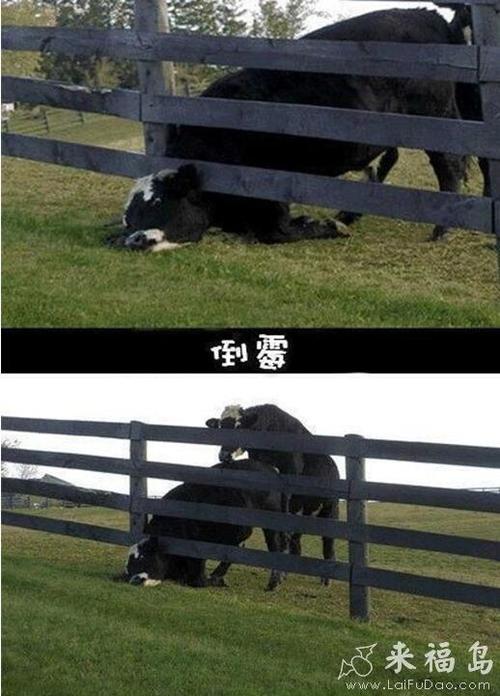 来福岛搞笑图片