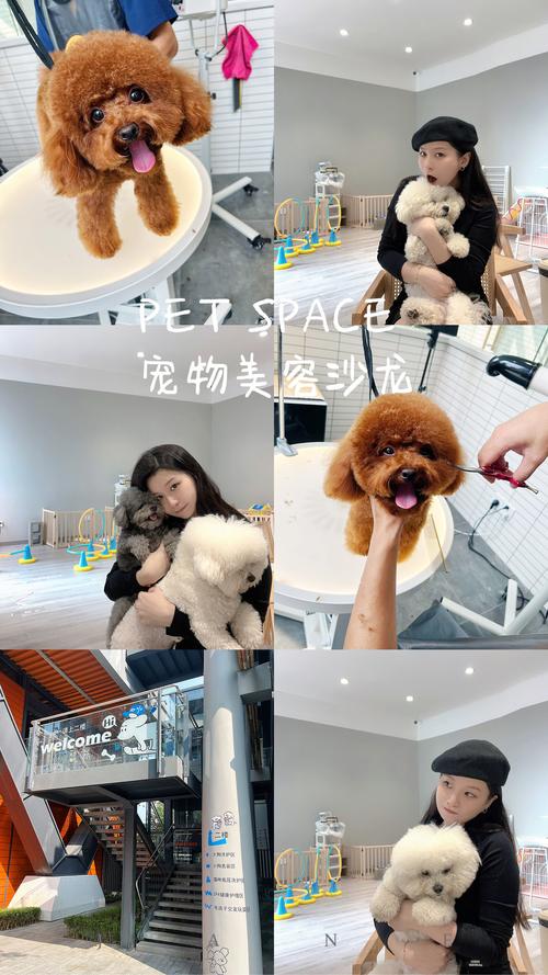 宠物美发沙龙