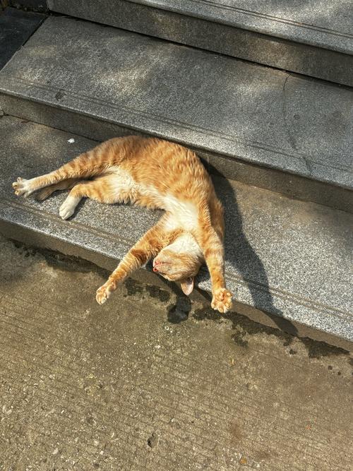 小懒猫特效视频