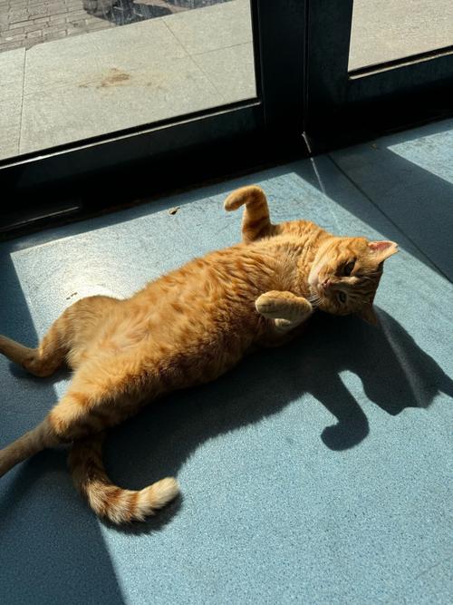 小懒猫特效视频