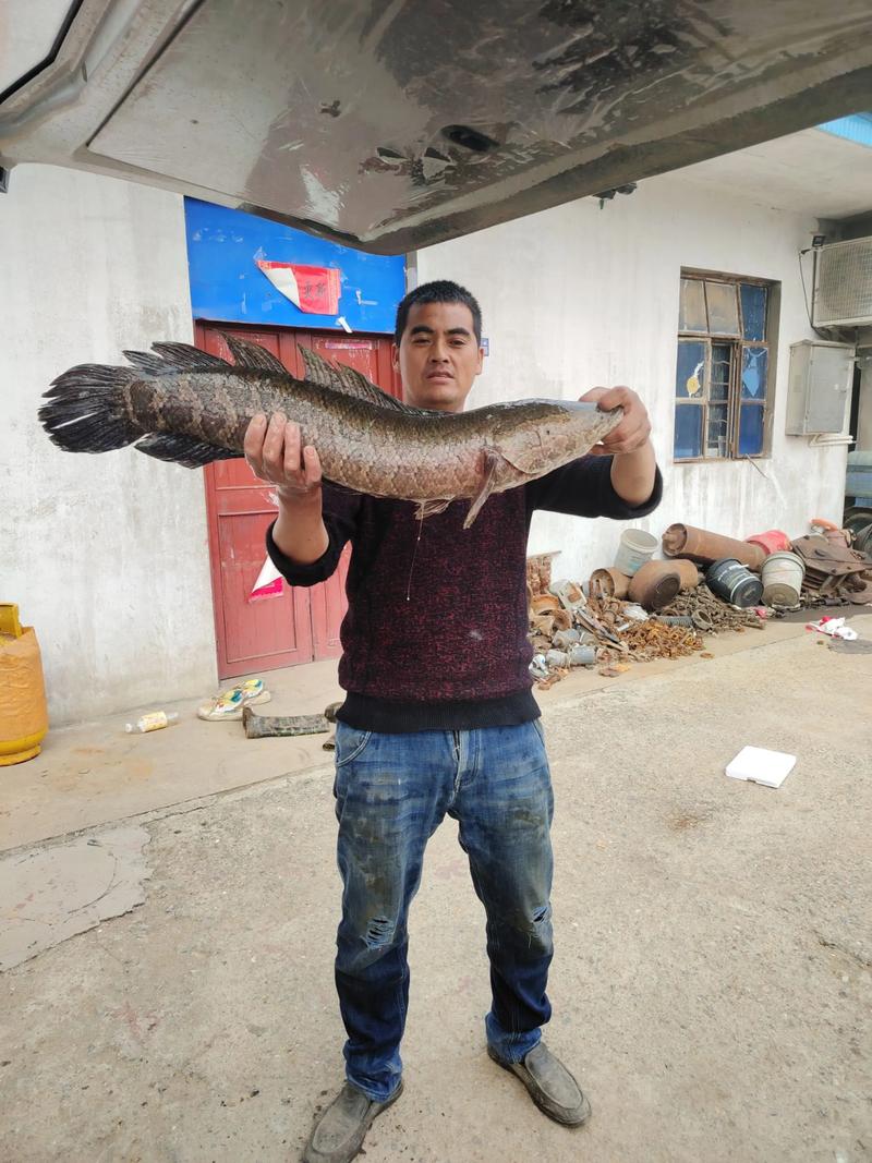 大黑鱼繁体字转换器