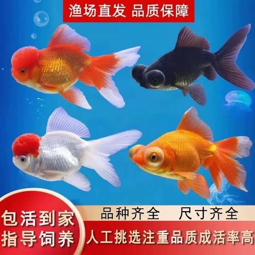 水族之家