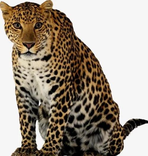 凌豹姿兽性大发