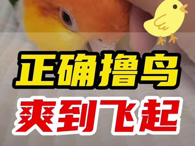 打飞ji技巧视频