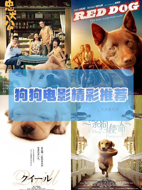 收狗影视