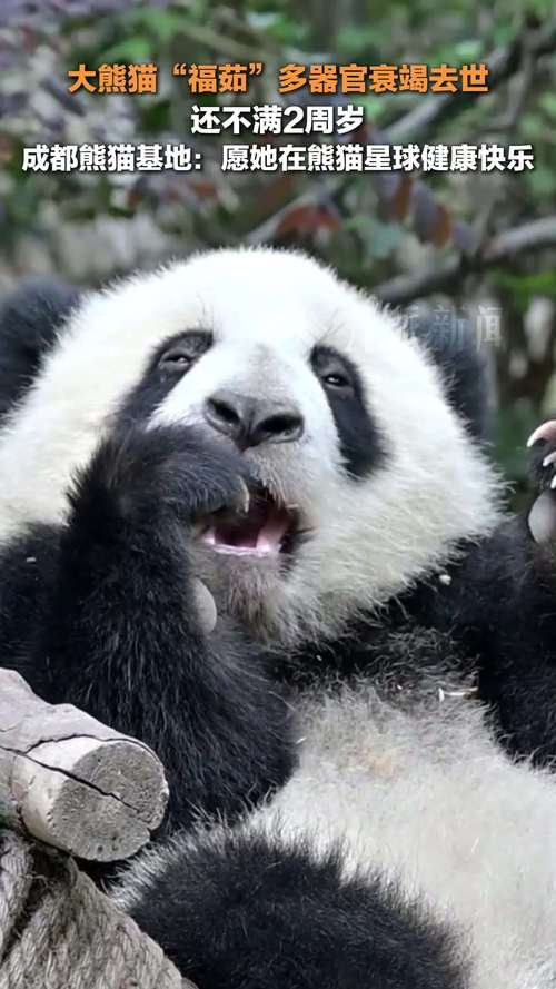 熊猫视频2026最新版