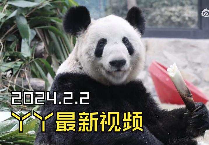 熊猫视频看片版本