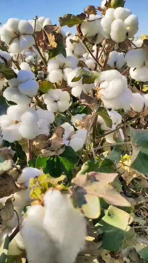 棉花视频2026最新版