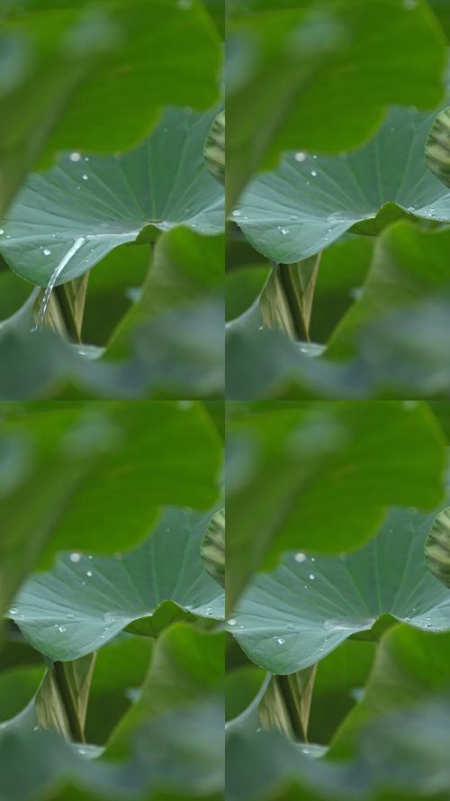 花苞tv版视频正版免费下载