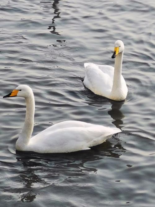 天鹅视频去广告版