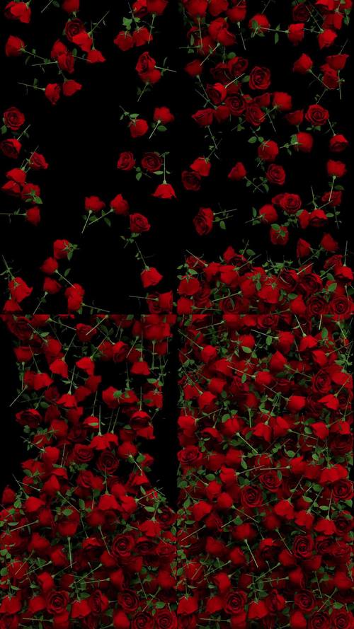 玫瑰视频免费版下载v6676