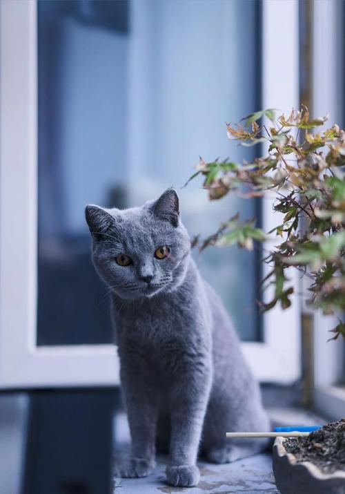 蓝猫视频最新版本官方版下载