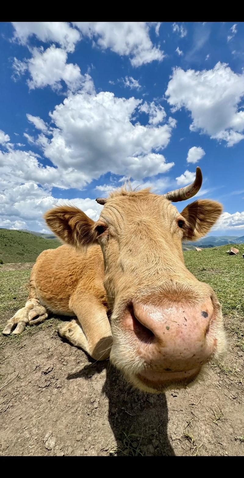 牛牛视频1.2.2版本