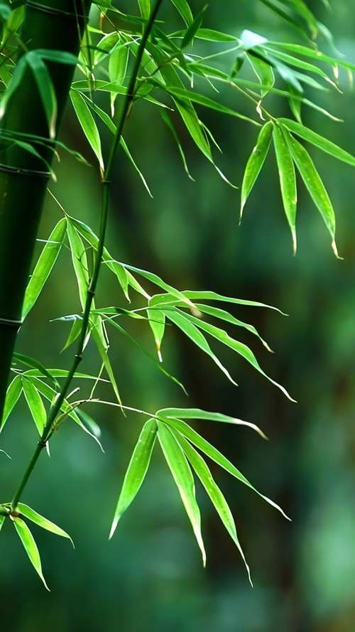 竹叶视频最新版免费下载无病毒