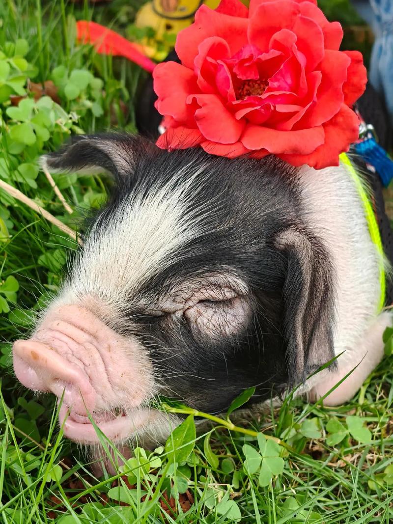 花猪直播最新版 v16.0安卓版