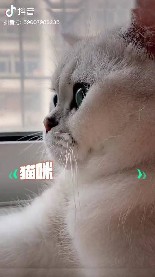 小奶猫直播平台下载