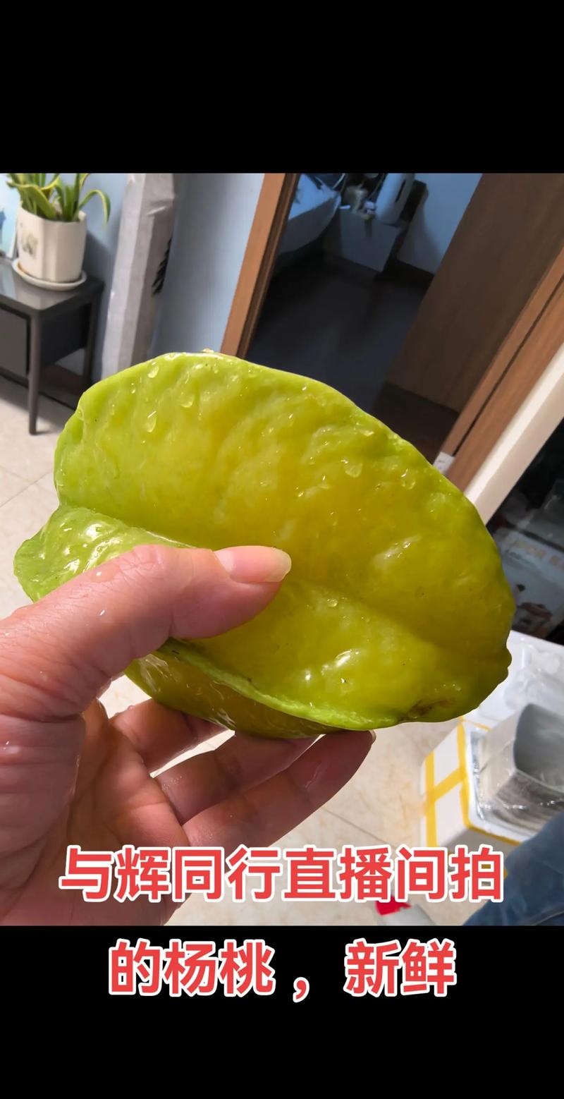 杨桃直播最新版