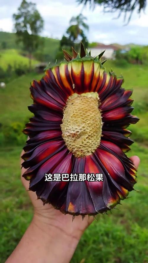 花猪直播最新版