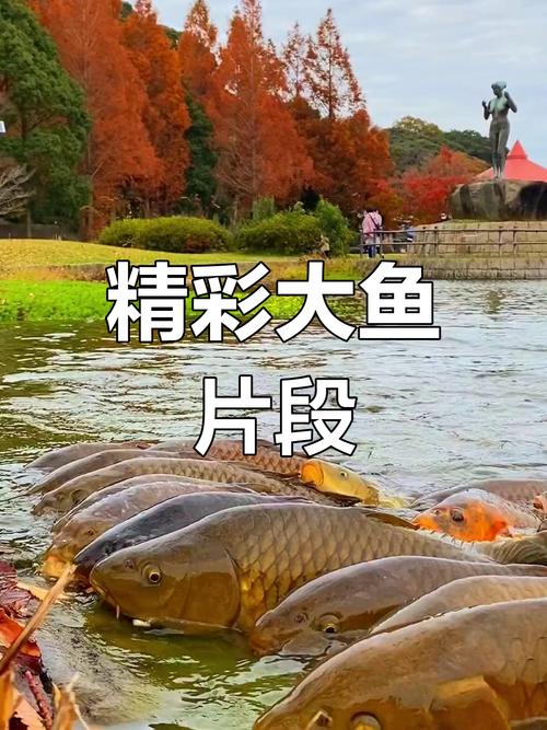 大渔视频最新版 v1.20安卓版