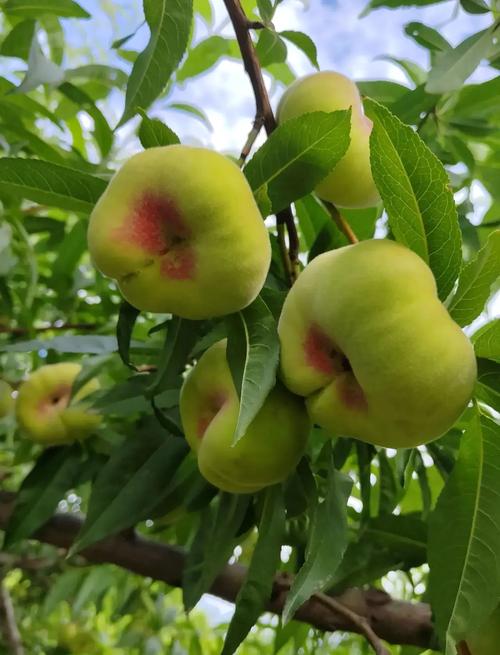 蟠桃园手机版下载 v2.1安卓版