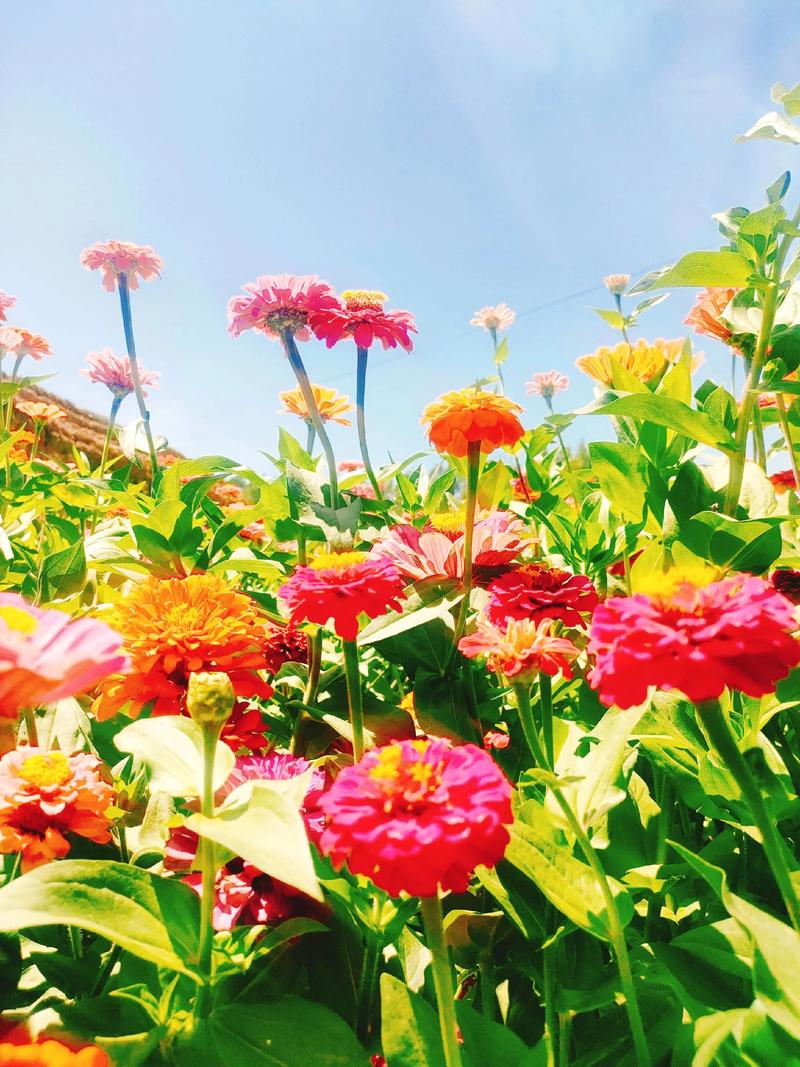 夏花直播2025最新版