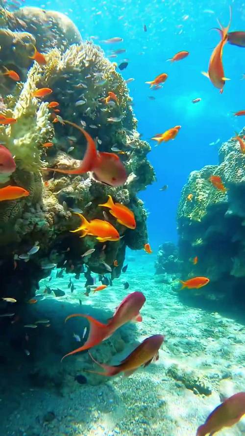 海洋视频官方正版下载