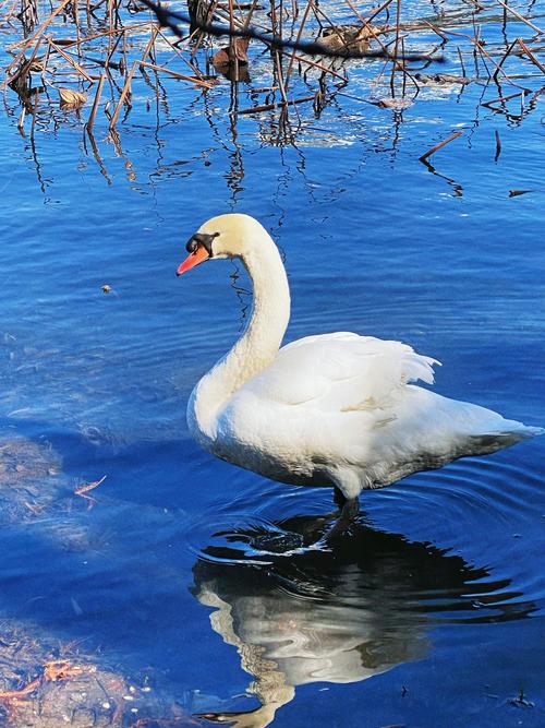 天鹅视频纯净版