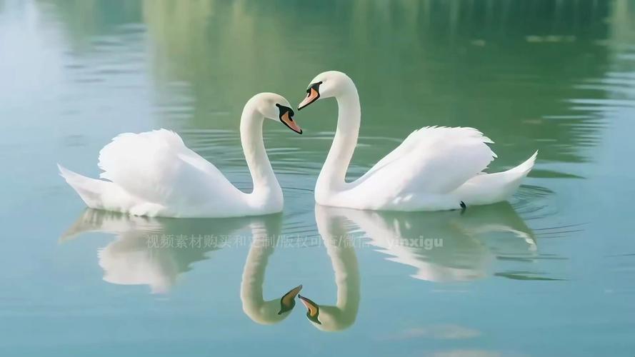 天鹅视频会员版