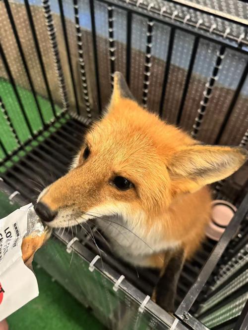 狐狸视频在线观看