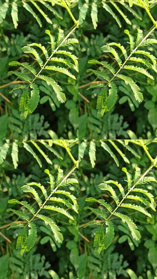 含羞草视频交友app安卓手机版下载