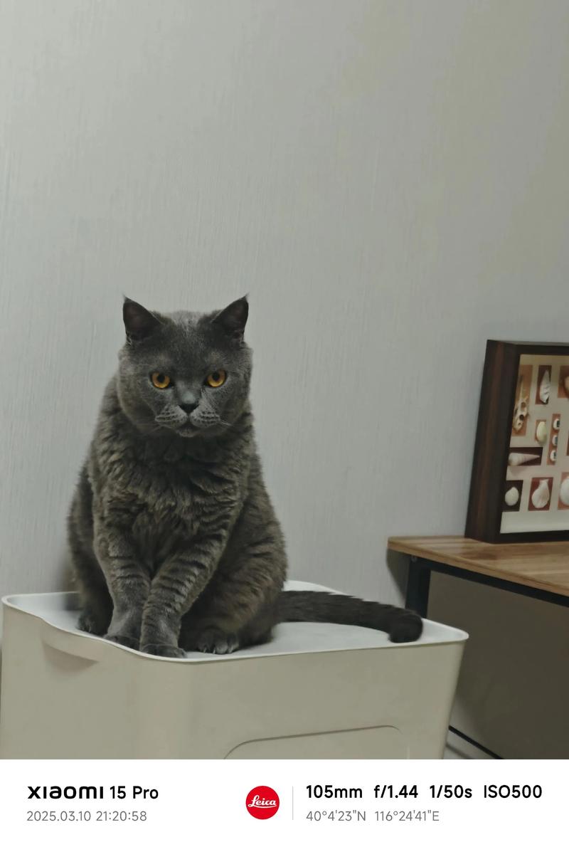 蓝猫视频无广告版2025最新版下载