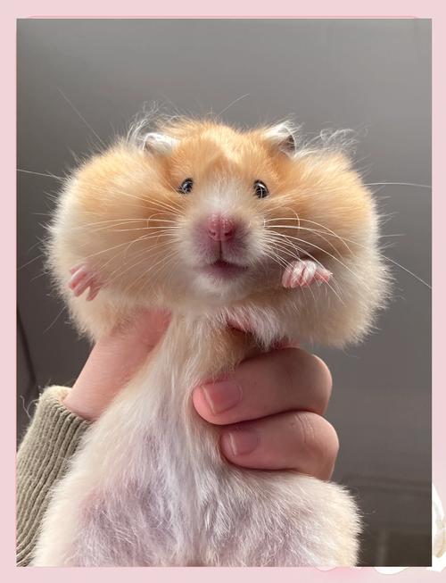 仓鼠4K安卓版2026最新版下载