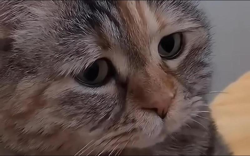 猫咪视频旧版本