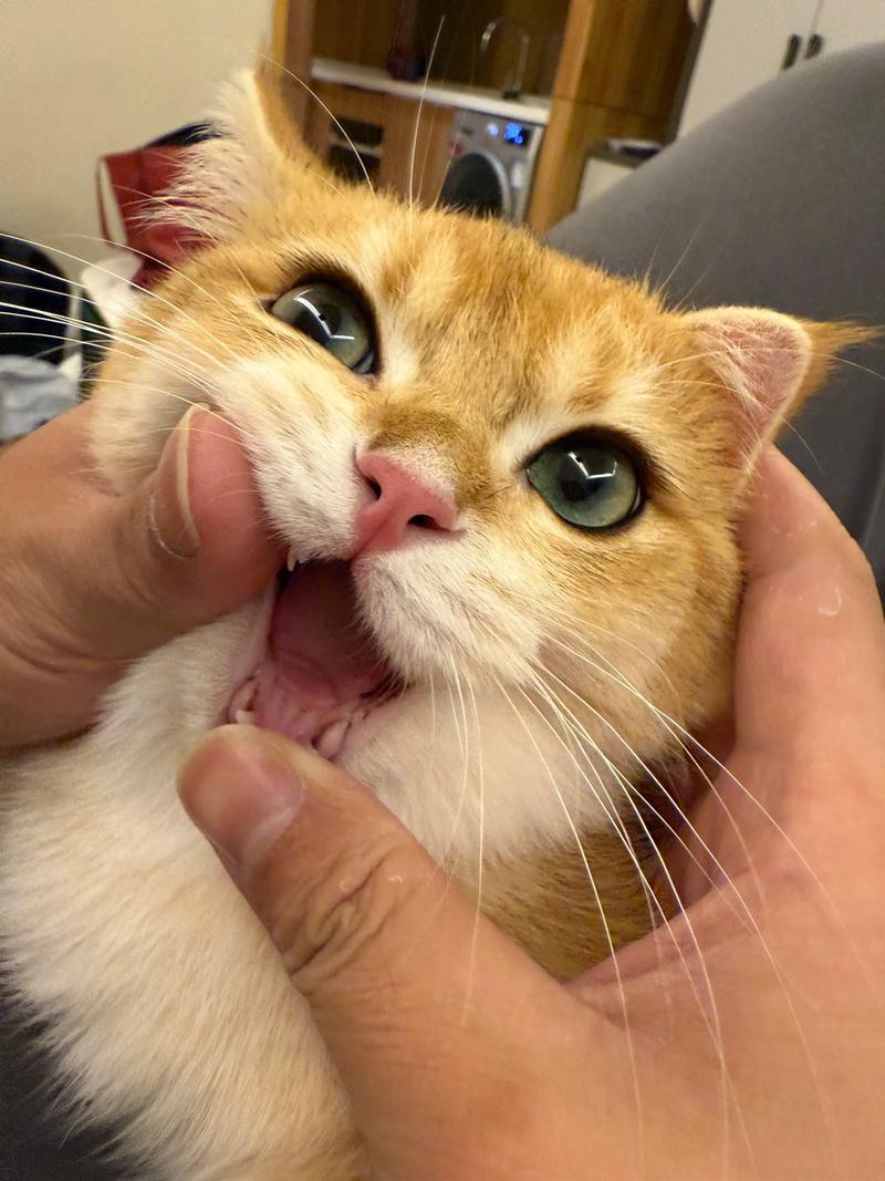 猫咪视频旧版本下载