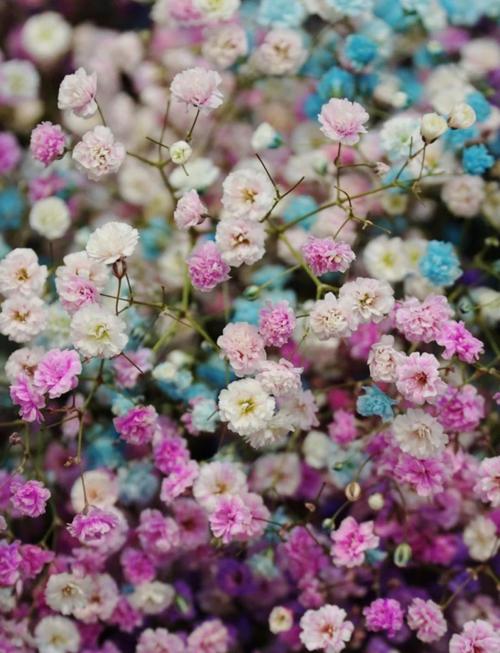 漫天星2.3.6纯净版下载