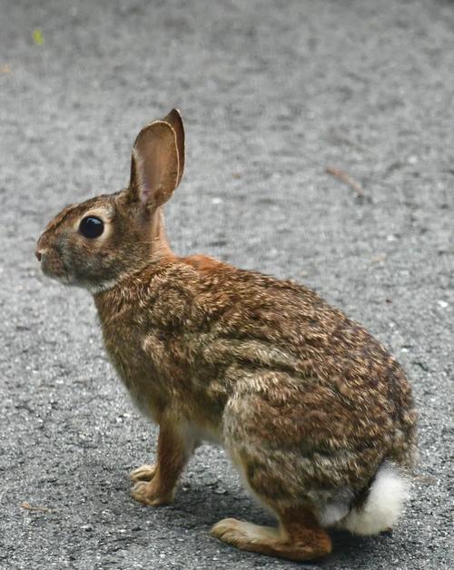 野兔视频官方正版