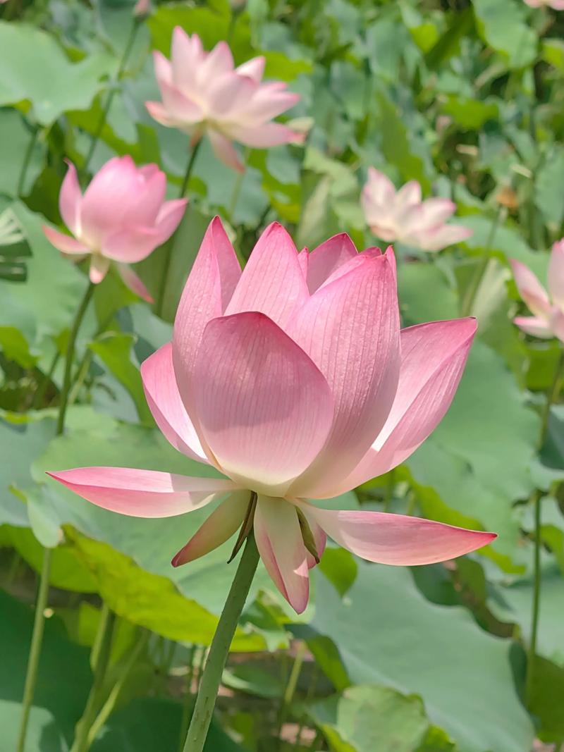 荷花视频app下载v1.1.0