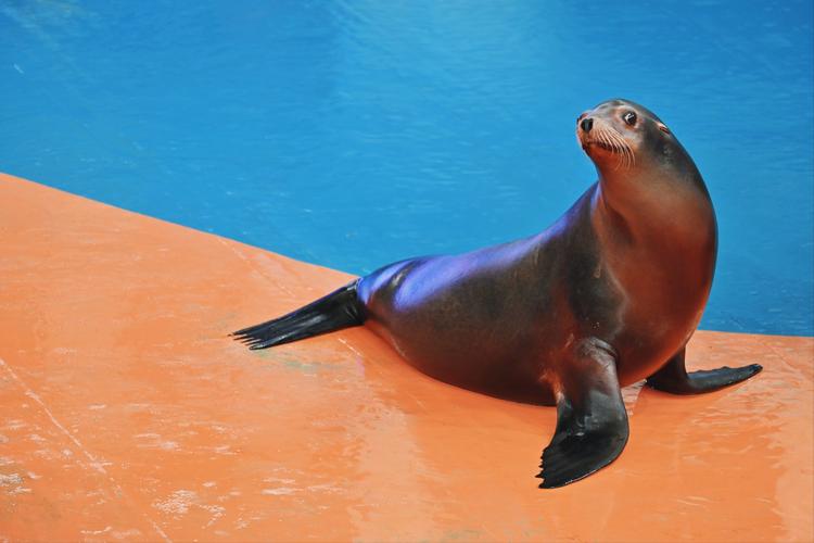 海狮视频纯净版