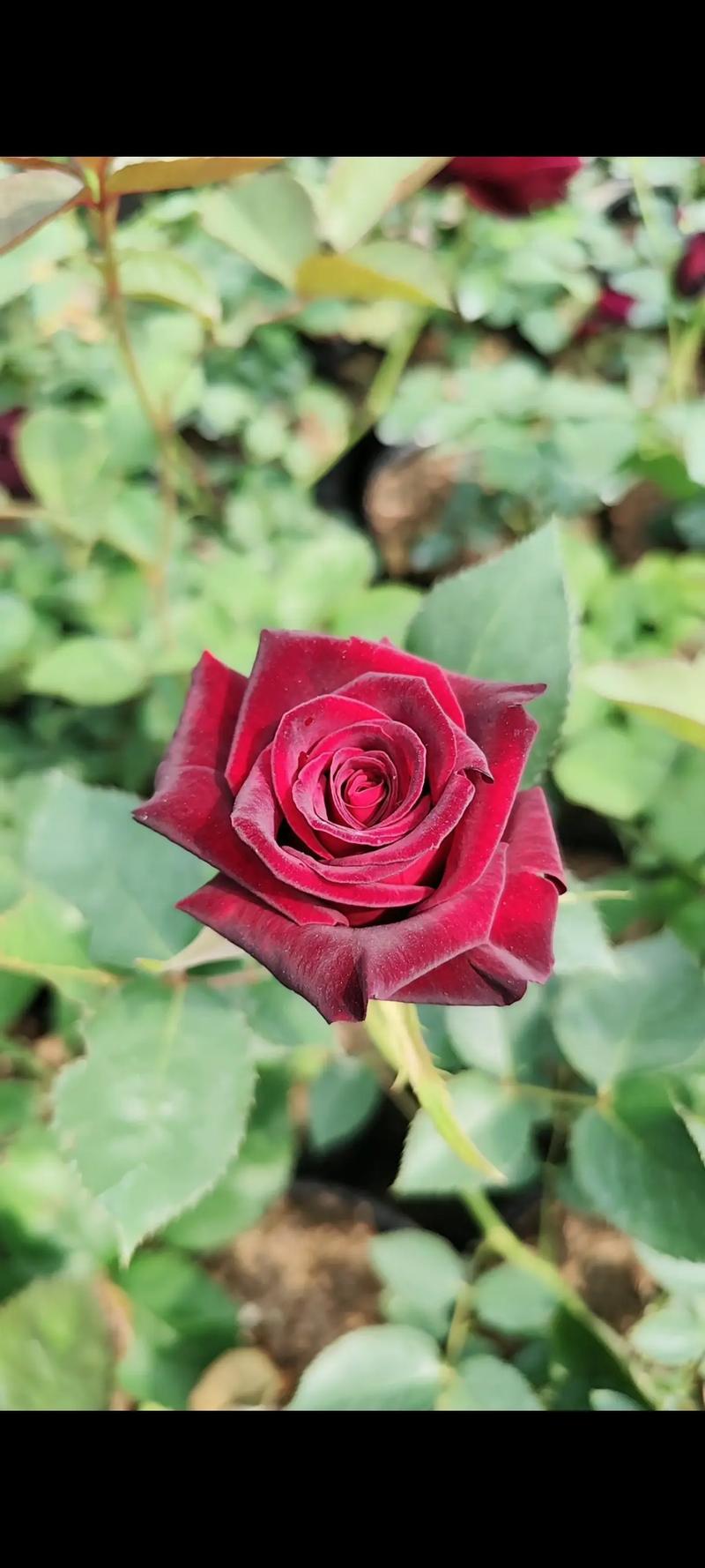 月季直播app最新下载v8.0.7