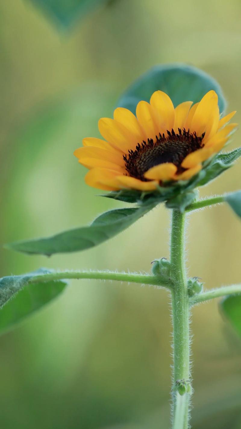 向日葵视频破解版2026