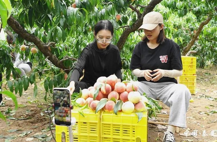 桃密直播最新版