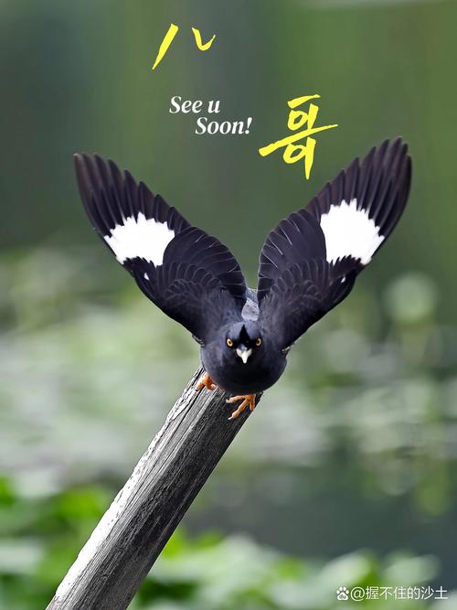 八哥电影手机版2024免费下载