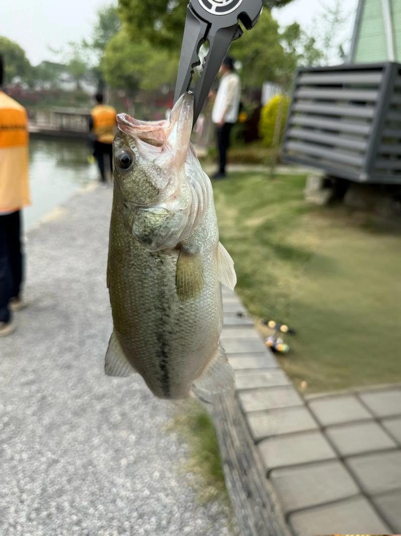 上鱼直播2025最新