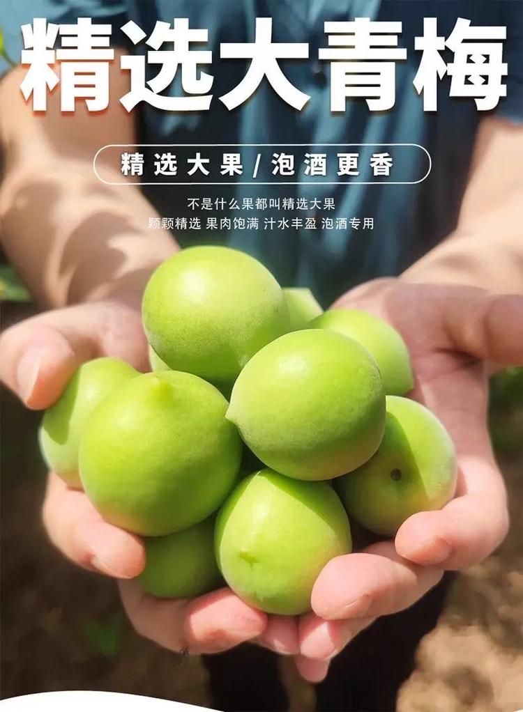 青梅直播手机版